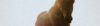 soulac equitation
