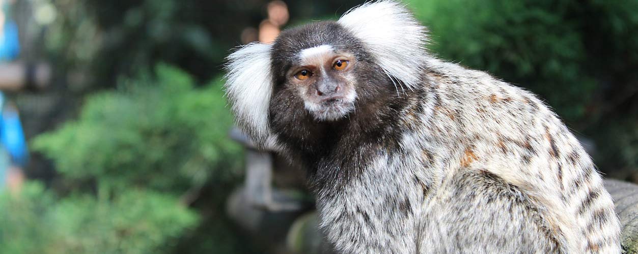 Visiter le Zoo de La Palmyre