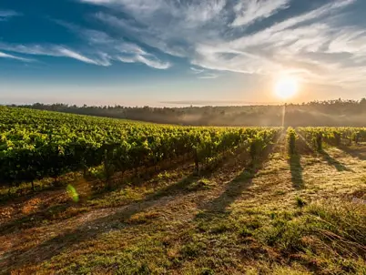 gironde vignoble